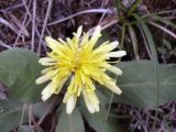 Taraxacum monochlamydeum. Соцветие. Киргизия, Чуйская обл., северный склон Киргизского хр. 1 мая 2010 г.