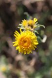 Inula britannica. Соцветие. Южный Казахстан, Верхний Боролдай, каменистый берег реки. 14.07.2011.