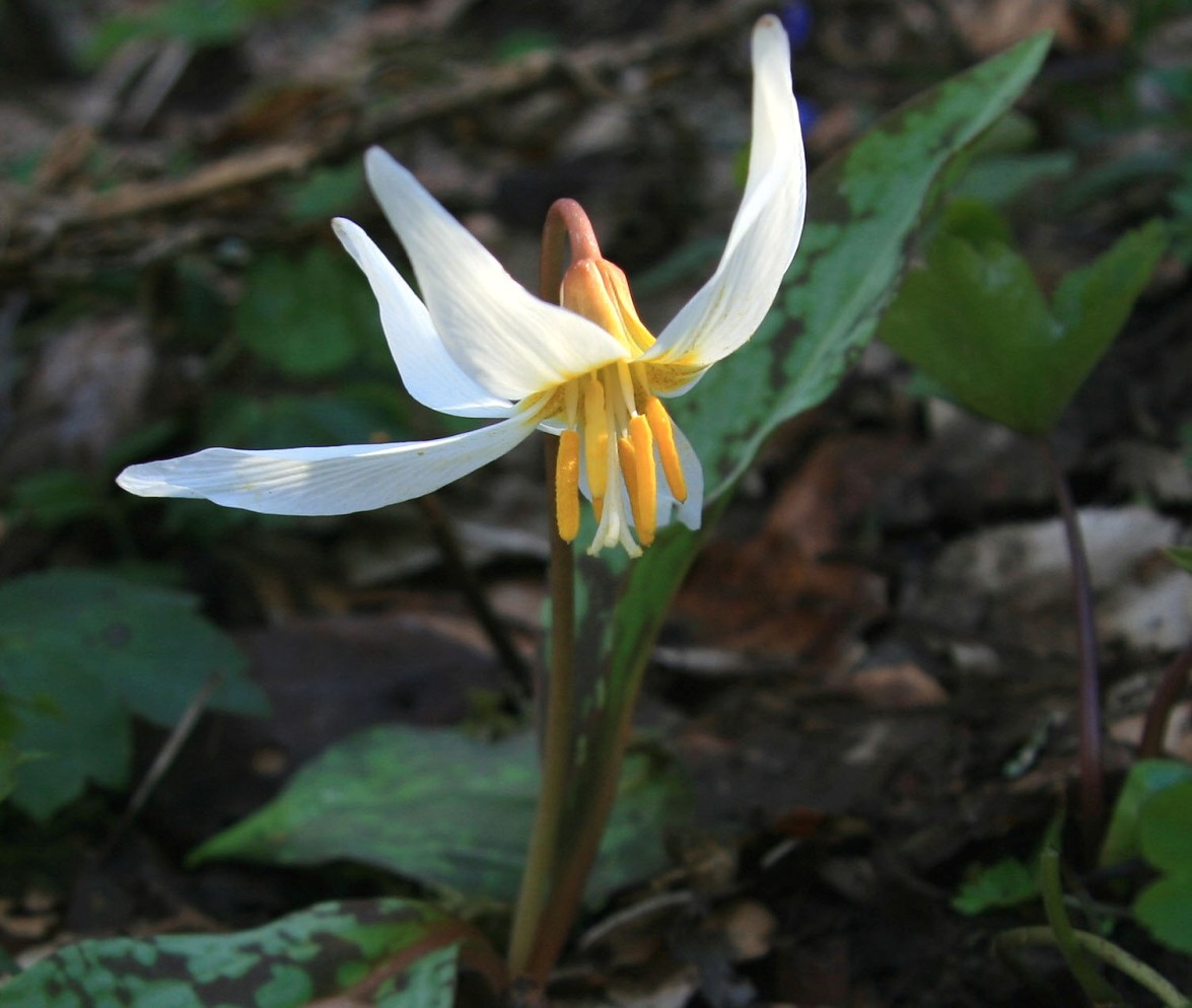 Изображение особи Erythronium caucasicum.