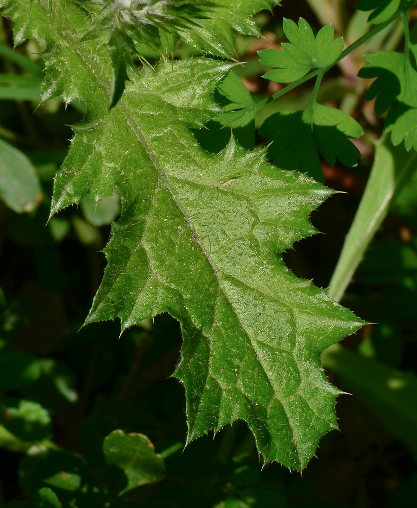 Изображение особи Carduus argentatus.