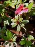 Rhododendron obtusum. Верхушки побегов с отцветающими цветками ('Mechiko'). Германия, г. Дюссельдорф, Ботанический сад университета. 04.05.2014.