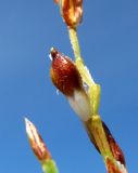 Carex ornithopoda