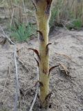 Orobanche coerulescens. Нижняя часть отцветающего растения. Алтайский край, Волчихинский р-н, окр. с. Волчиха, сосновый лес, обочина дороги. 05.07.2014.