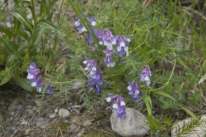 Изображение особи Vicia sosnowskyi.