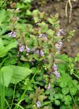 Glechoma hederacea. Верхушки побегов с соцветиями. Краснодарский край, пос. Мезмай, в поселке у дороги. 27.04.2014.