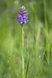 Dactylorhiza baltica