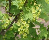 Ribes rubrum. Часть побега с соцветиями (вариант с белой окраской ягод). Восточный Казахстан, Уланский р-н, с. Украинка, дачный участок, в культуре. 08.05.2005.