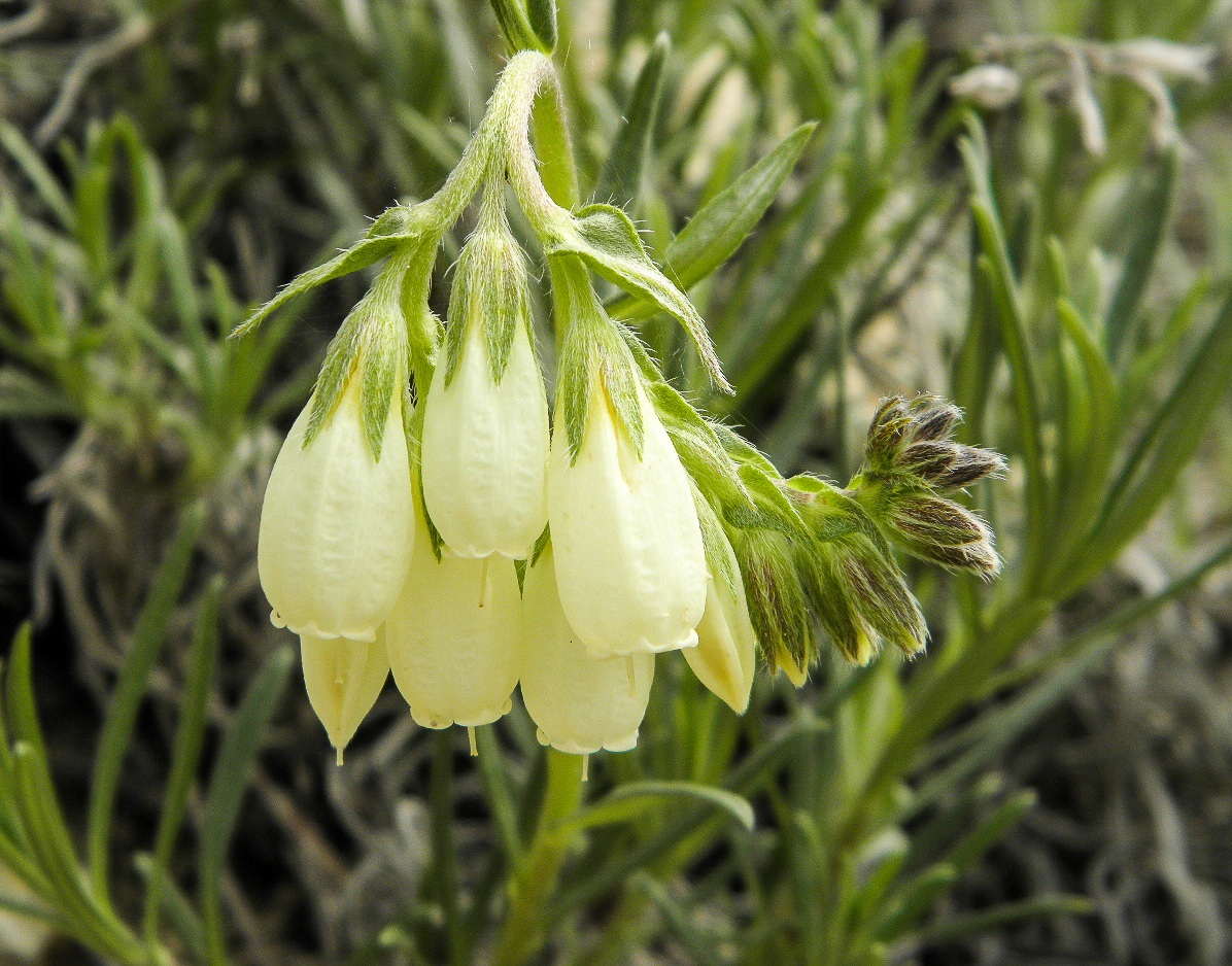 Изображение особи Onosma tanaitica.