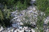 Cichorium intybus