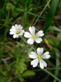 Cerastium arvense. Цветки. Украина, Житомирская обл., г. Новоград-Волынский, холмистый берег р. Случь в р-не спасательной станции. 31.05.2016.