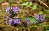 Astragalus danicus. Соцветие. Средний Урал, Свердловская обл., правый берег р. Чусовая, вершина камня Балабан. 11 июня 2016 г.