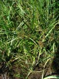 Cyperus fuscus. Плодоносящее растение. Ставропольский край, Благодарненский р-н, окр. с. Шишкино, обмелевший прудик ниже \"Второй Балки\". 19.09.2009.