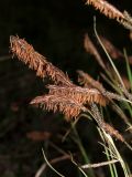 Carex cespitosa