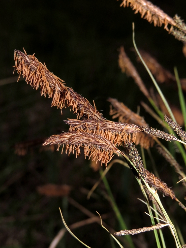 Изображение особи Carex cespitosa.