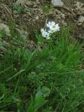 Anemonastrum narcissiflorum