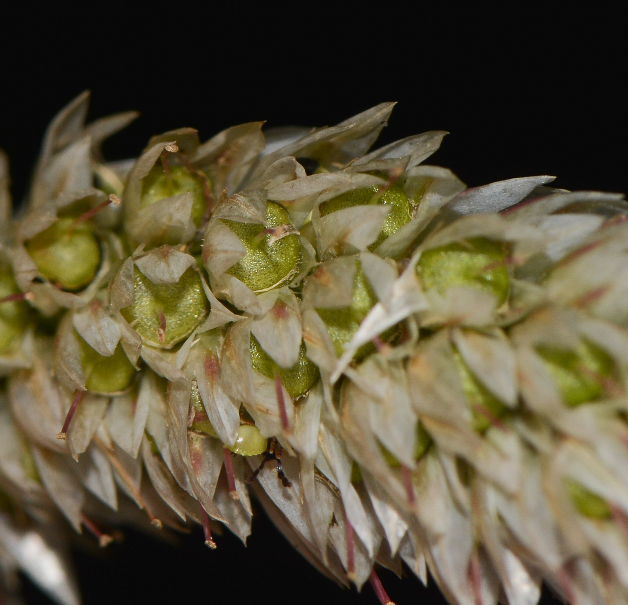 Изображение особи Celosia spicata.