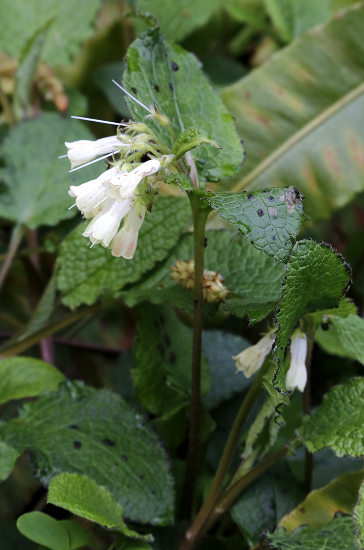 Изображение особи Symphytum grandiflorum.