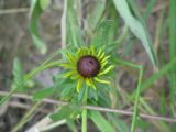 род Rudbeckia