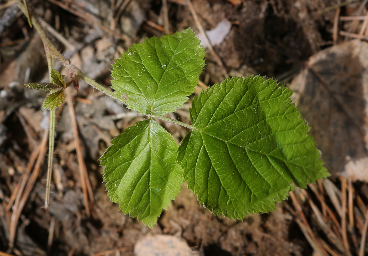 Image of Rubus caesius specimen.