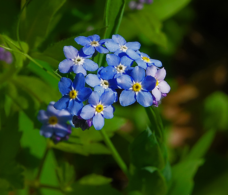 Изображение особи Myosotis sylvatica.