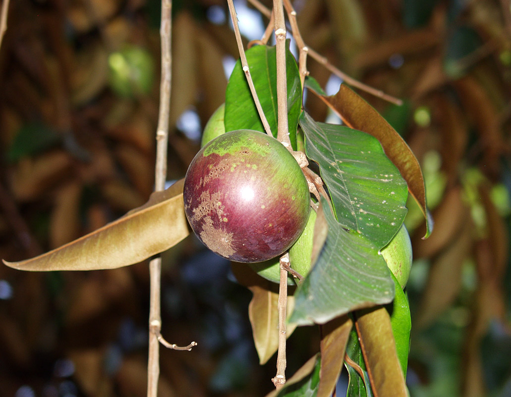 Изображение особи Chrysophyllum cainito.