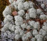 Cladonia stellaris