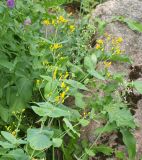 Hypericum bupleuroides. Верхушки цветущих растений. Слева Lythrum salicaria, справа и сзади Ornithogalum sp. и листья Cephalaria gigantea. Москва, Воробьёвы горы, Ботанический сад МГУ, альпинарий (в культуре из Аджарии). 29.06.2018.