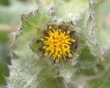 Centaurea benedicta