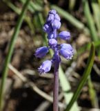 Muscari parviflorum. Соцветие. Республика Кипр, епархия Левкосия (επαρχία Λευκωσίας), г. Никосия (Λευκωσία), городской парк. 26.10.2018.