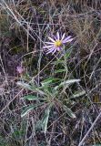 Aster alpinus