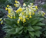 Primula macrocalyx