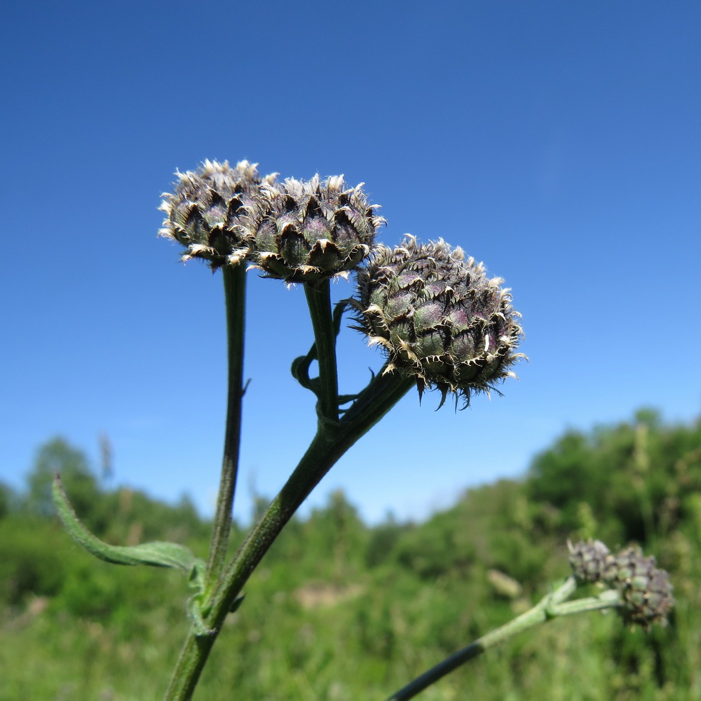 Изображение особи Centaurea scabiosa.