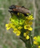 Barbarea stricta