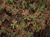 Cistus salviifolius