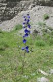 Delphinium laxiflorum