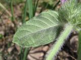 Clinopodium vulgare