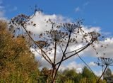 Heracleum sosnowskyi. Верхушка сухого побега с соплодиями. Московская обл., гор. округ Озёры, окр. с. Клишино, берег р. Ока, опушка ивняка. 15.09.2019.