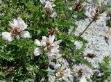 Astragalus alpinus. Соцветия и листья. Кыргызстан, Чуйская обл., Аламудунский р-н, долина р. Ала-Арча, пойма. 27.05.2019.