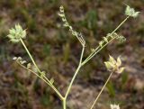 Astragalus filicaulis. Верхушка побега плодоносящего растения. Узбекистан, Андижанская обл., Андижанский р-н, Ферганская долина, Хаканские адыры, глинистый склон. 05.05.2018.