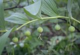 Polygonatum odoratum