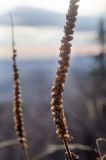 Veronica spicata подвид bashkiriensis. Часть осыпающегося засыхающего соплодия. Республика Башкортостан, Белорецкий р-н, Абзаковский сельсовет, окр. Белорецка, вершина горы Курташ, каменистая почва. 6 ноября 2021 г.