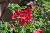 род Pelargonium