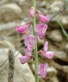 Onobrychis vaginalis. Часть соцветия. Азербайджан, Исмаиллинский р-н, окр. с. Ивановка. 20.04.2010.