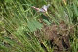 Convolvulus arvensis