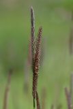 Hordeum nevskianum