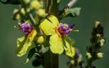 Verbascum pyramidatum. Цветки. Армения, обл. Гегаркуник, берег оз. Севан, гора Артаниш, ≈ 2200 м н.у.м., луговой склон. 23.06.2022.