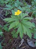 Anemone ranunculoides