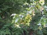 Carpinus orientalis. Ветвь с плодами. Абхазия, Гудаутский р-н, г. Новый Афон, на склоне Иверской горы. 20 июля 2008 г.