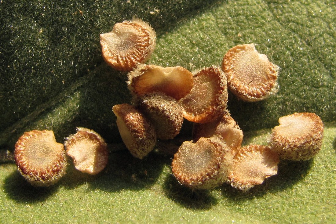 Изображение особи Althaea taurinensis.