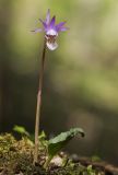 Calypso bulbosa